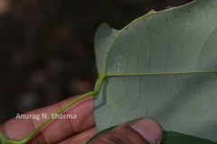 Erythropalum scandens